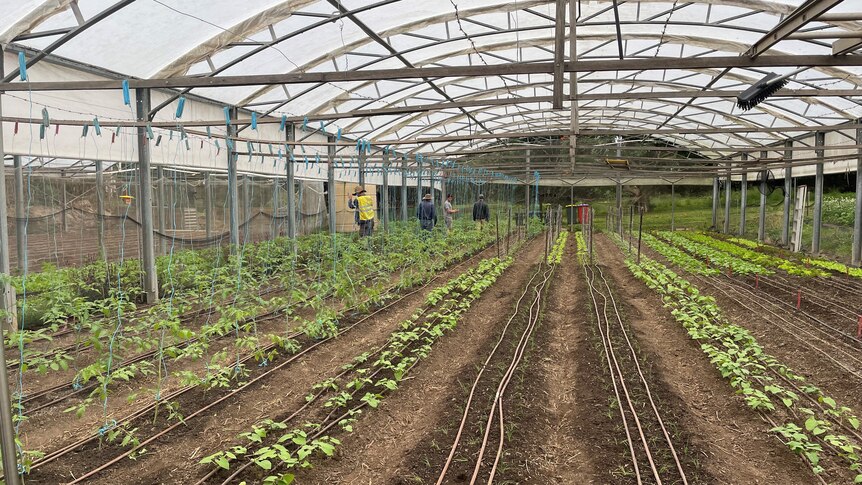 Photo of seeding greenhouse.