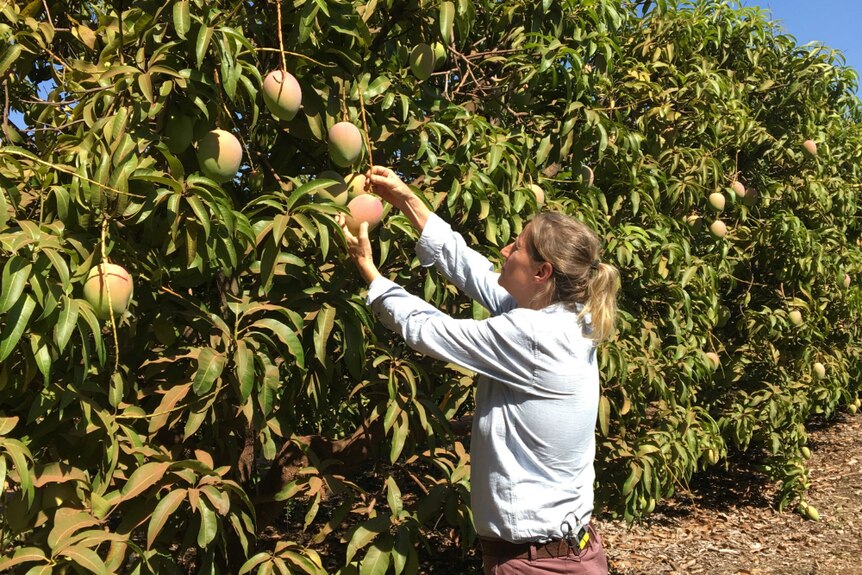 Farmer Martina Matzner picks mangoes from a tree.