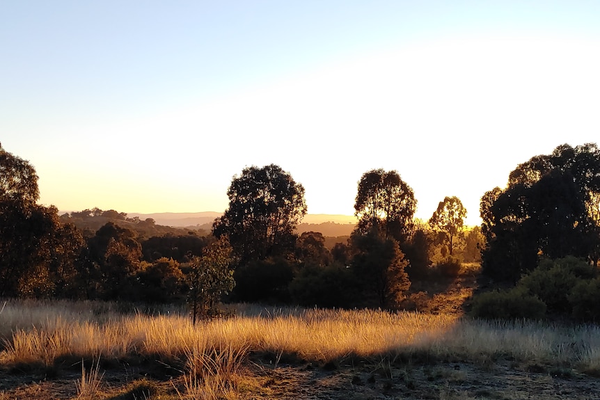 Forest at late afternoon at Tarcutta Hills