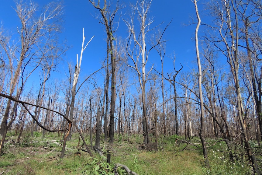 Burnt trees in a forest with blue sky in background