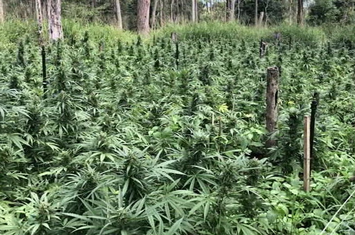 Police video still of 8,000 cannabis plants found near Mackay.