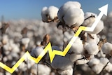 a composite image of some cotton with an upward arrow super-imposed on top.
