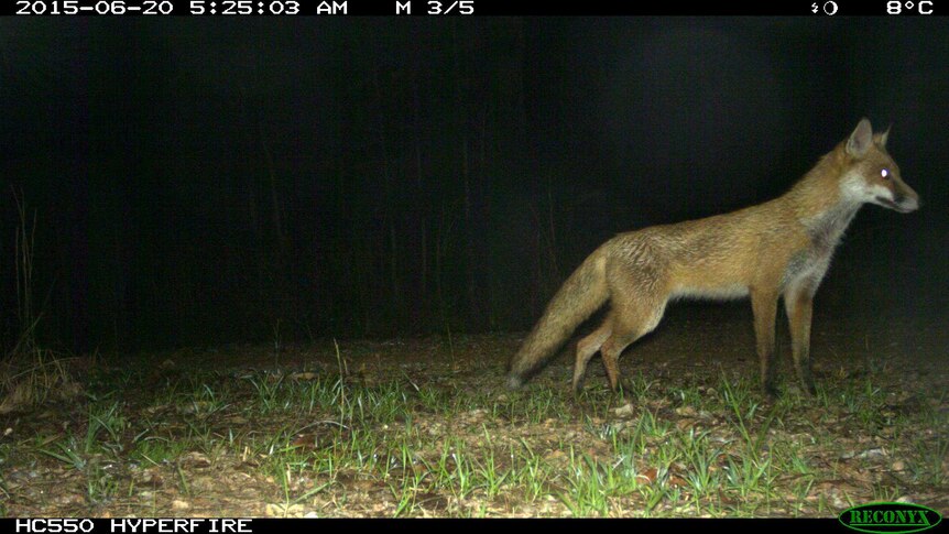 A fox stands in bushland early of a morning.