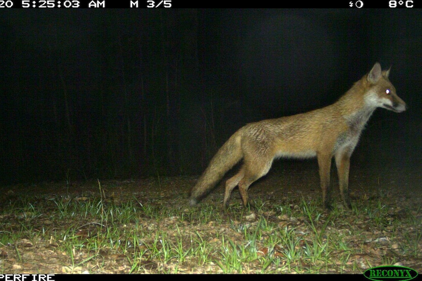 A fox stands in bushland early of a morning.