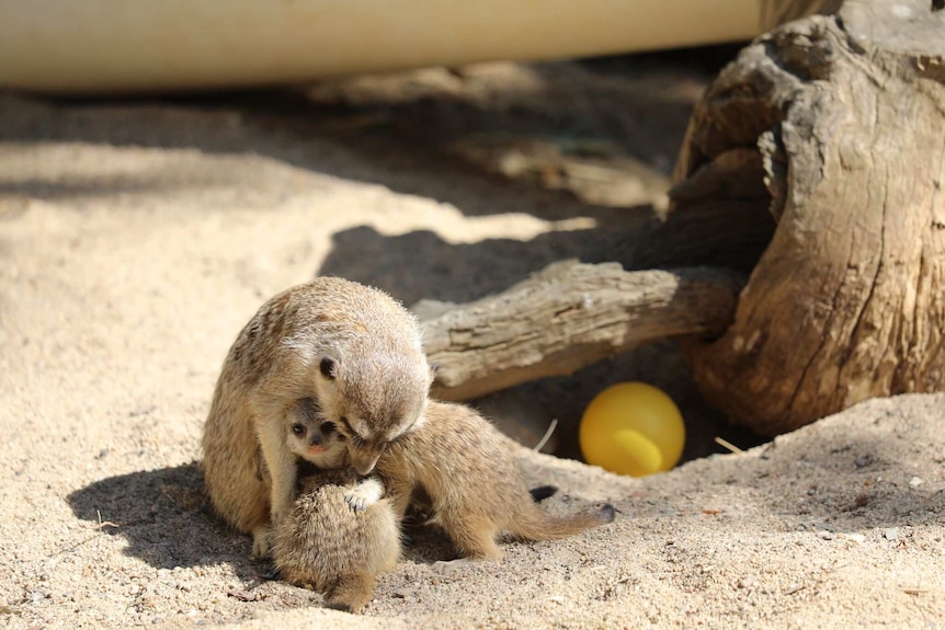 Meerkat hugging two baby meerkats in an enclosure at a zoo