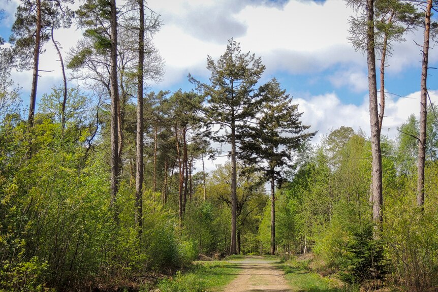 An European deciduous forest with a dirt walking path going up through the centre.
