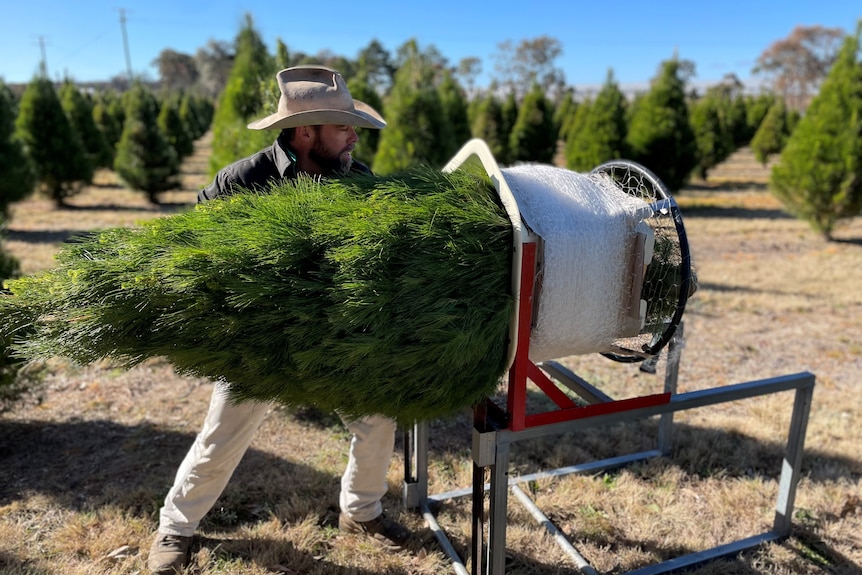 Brad Fraser puts a Christmas tree into a carrying mesh on his Queensland farm.