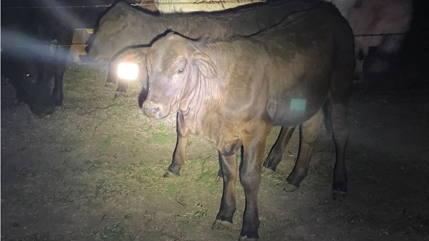 A night shot of cattle one with a highly reflective eartag.