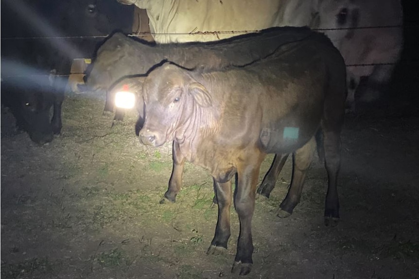 A night shot of cattle one with a highly reflective ear tag.