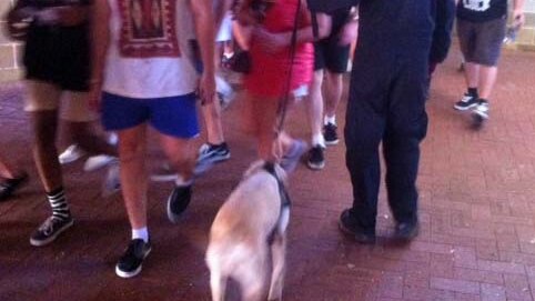 Police dog checks music fans