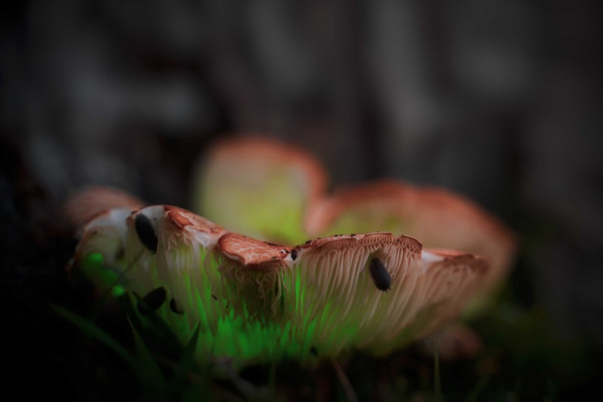 Close up of a fungus glowing green at the base, through the mushroom