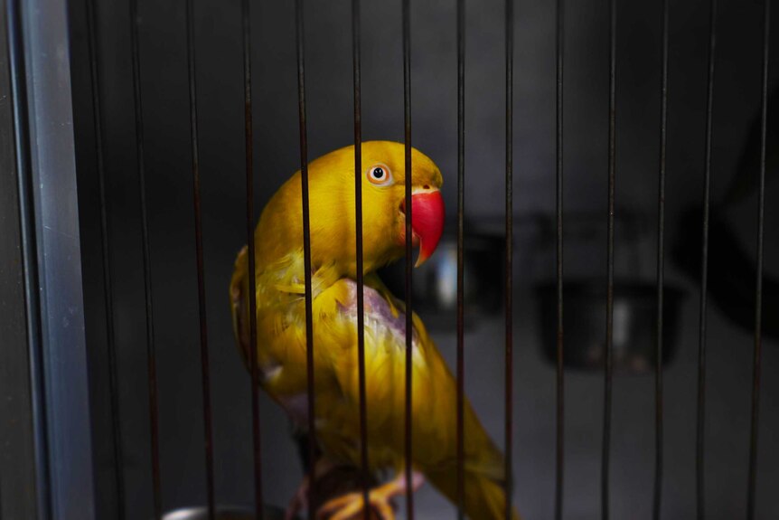 A yellow bird in a cage.
