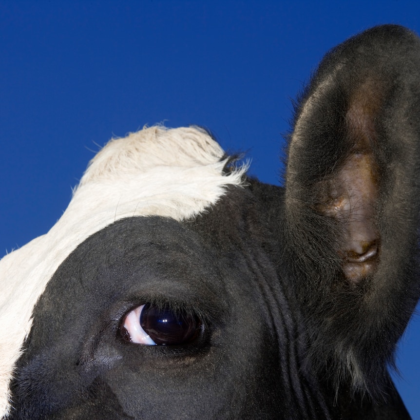 Close up of black and white cow's face, side on
