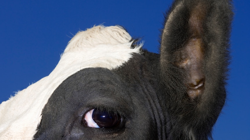 Close up of black and white cow's face, side on