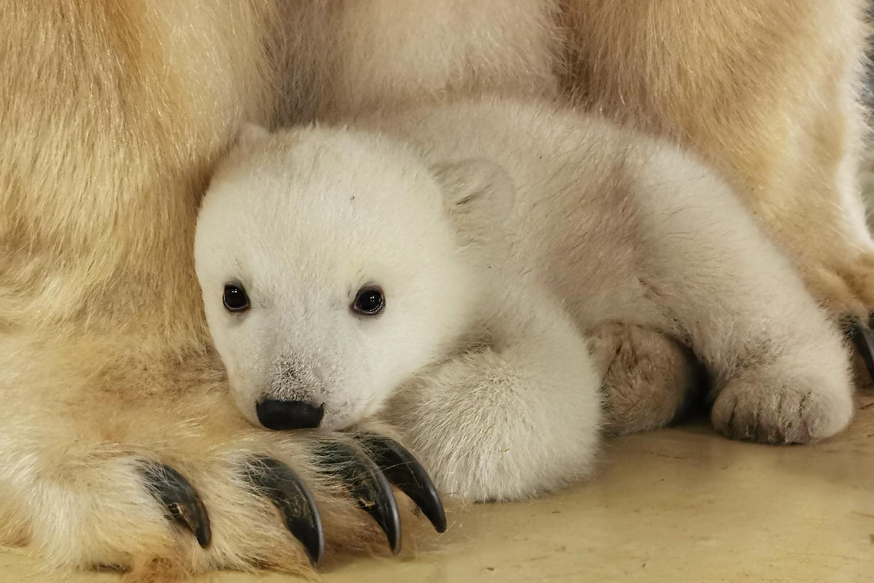Polar bear cub born at Tierpark Hagenbeck in Hamburg for first time in