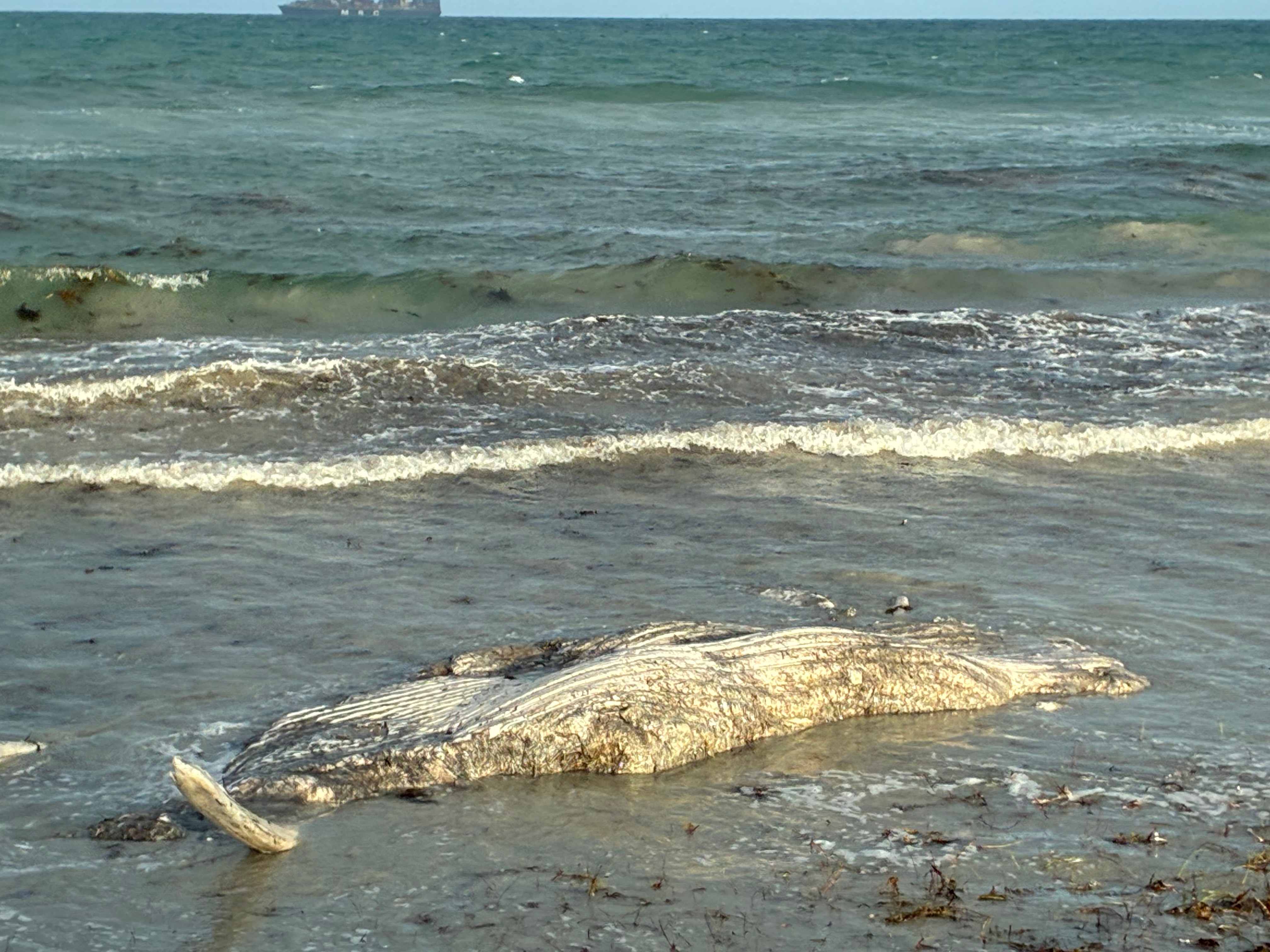 Cottesloe beaches shut as second dead whale washes ashore