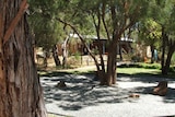 A school yard with trees, gravel and grass in the foreground and a brick building in the background.