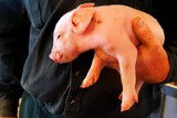 Close up shot of a farmer holding a piglet