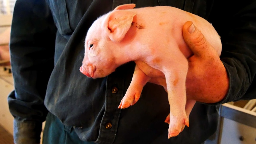 Close up shot of a farmer holding a piglet