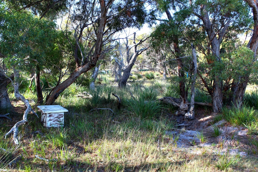 Tasmanian devil release point in wukalina/Mt William National Park