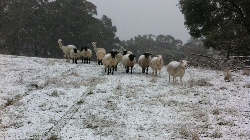 Sheep and Llamas in the snow.