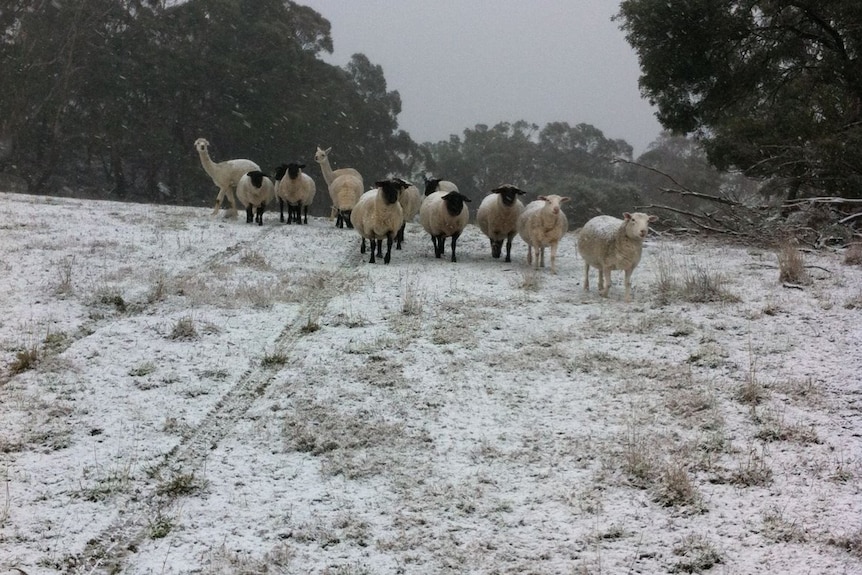 Sheep and Llamas in the snow.