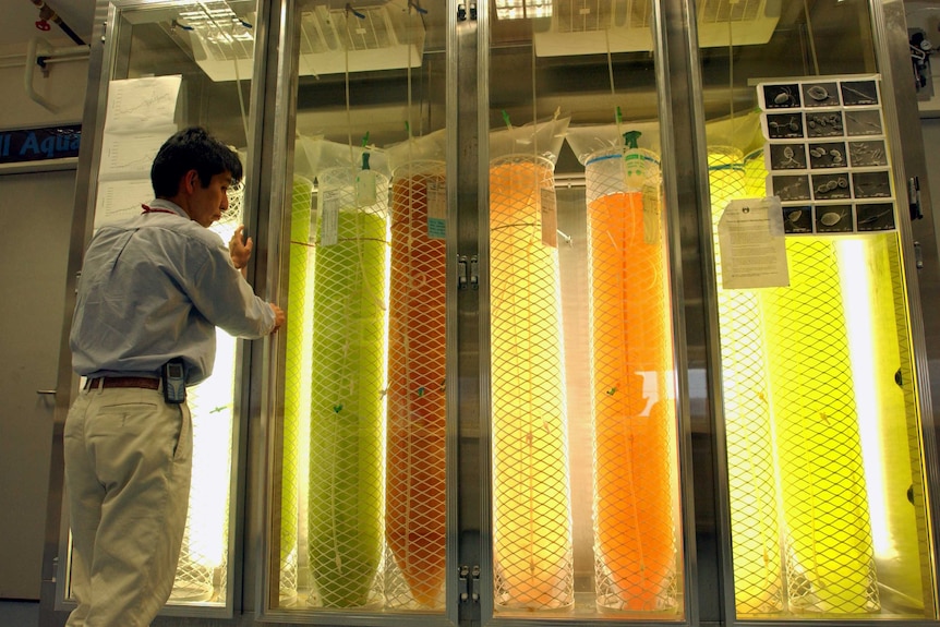 A researcher monitors krill in the lab.