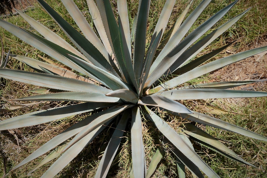 An agave plant from above. 