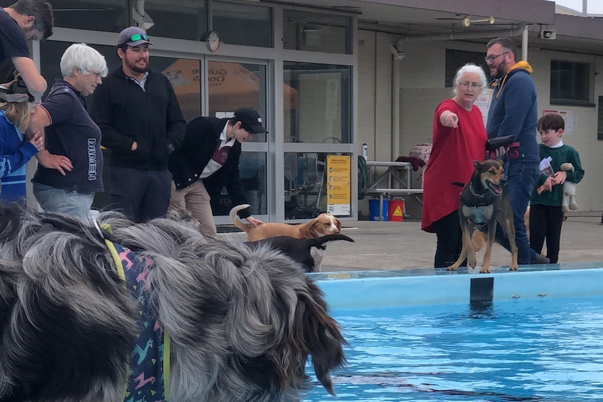 People watch on as dogs swim in Glenorchy pool.