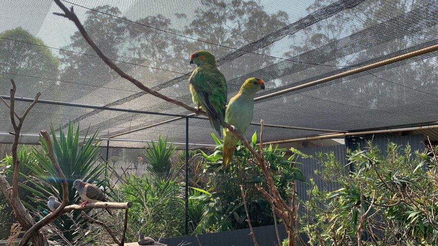 Two parrot-like birds with green feathers perch on a twig in an aviary.