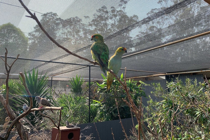 Two parrot- like birds with green feathers perch on a twig in an aviary
