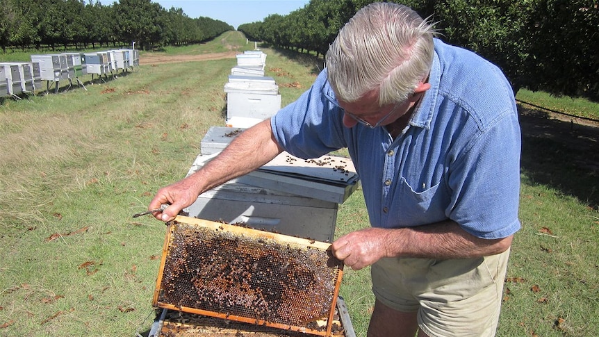 Robert Black inspects his poisoned bee hives