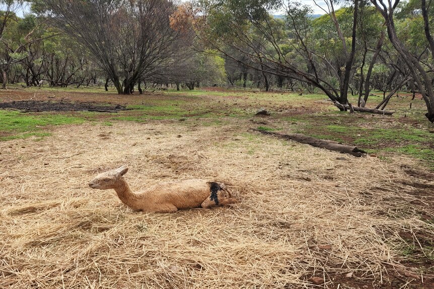 A fatally injured alpaca sits on the ground