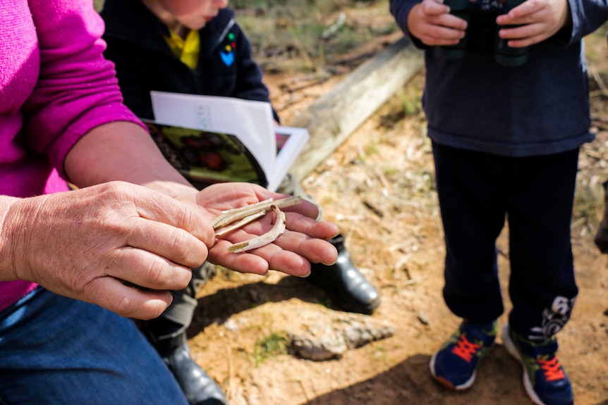 The Natimuk kindergarten teacher holds wallaby bones in her hand to show the children