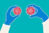 An illustration depicting two hands holding different coronaviruses and comparing them.