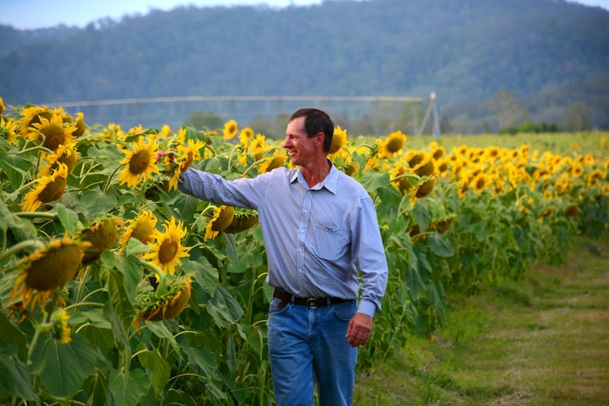 Cane grower Simon Mattsson with his first major sunflower crop on his cane property in Marian.