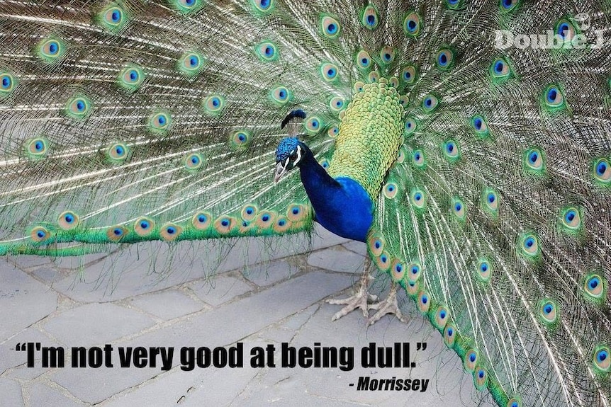 morrissey-quote-peacock-dull-960x642.jpg