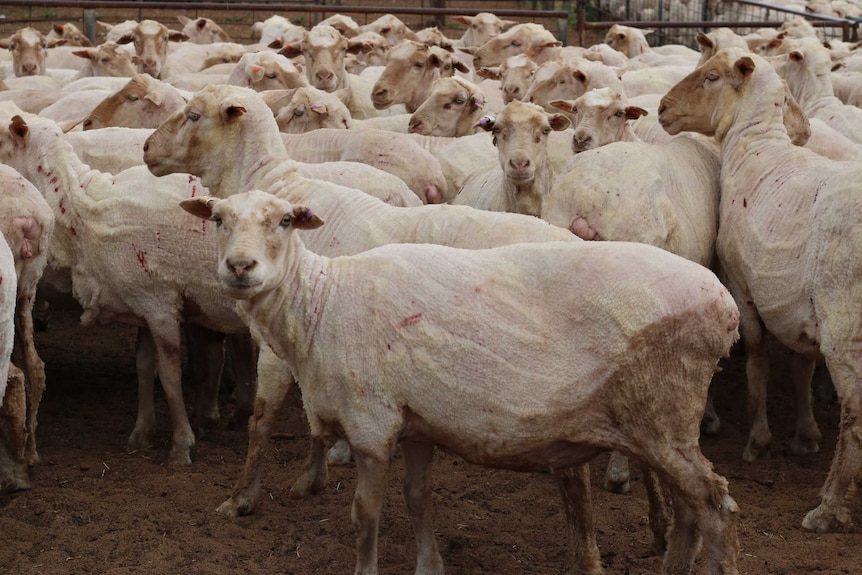 Shorn sheep on Nick Hulland's farm, outside Patchewollock.