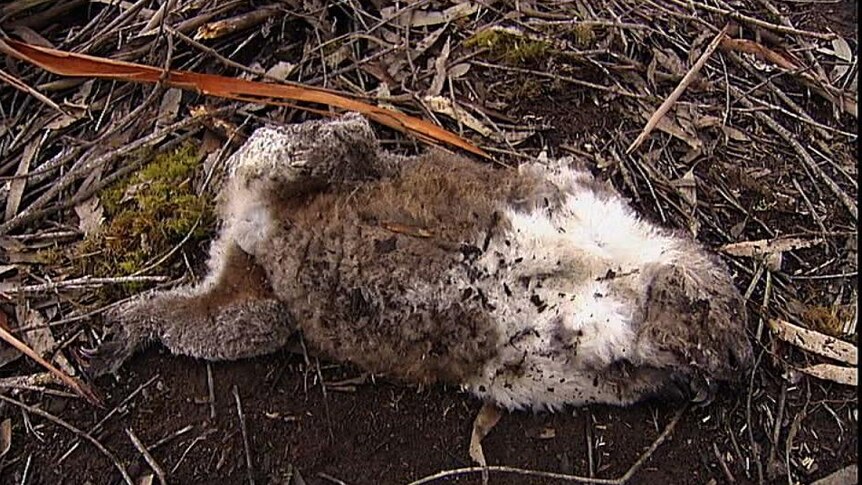 A koala lies dead in blue gum timber plantation