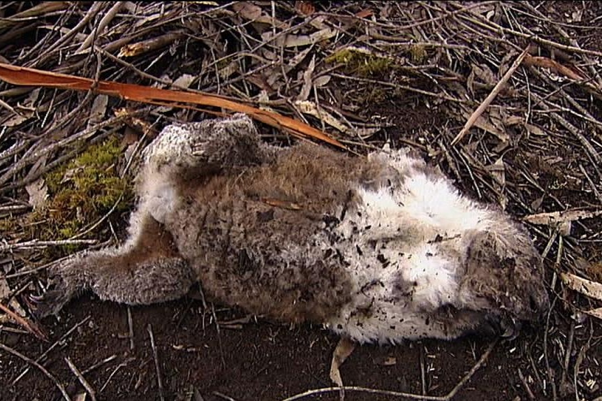 A koala lies dead in blue gum timber plantation