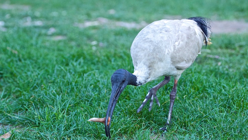 The ibis' bald head moves towards camera, it has a broken bone in its beak and you can see its scaly legs and intelligent eye.