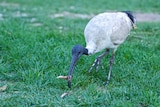 The ibis' bald head moves towards camera, it has a broken bone in its beak and you can see its scaly legs and intelligent eye.