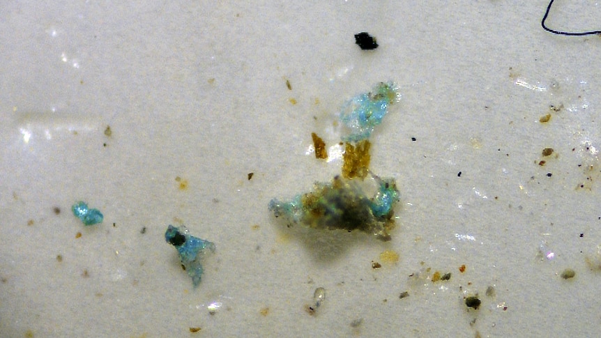 Microplastic sample from the Derwent Estuary