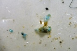 Microplastic sample from the Derwent Estuary