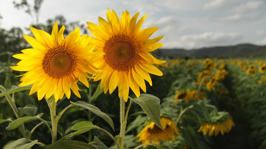 Sunflowers at Simon Mattsson's farm