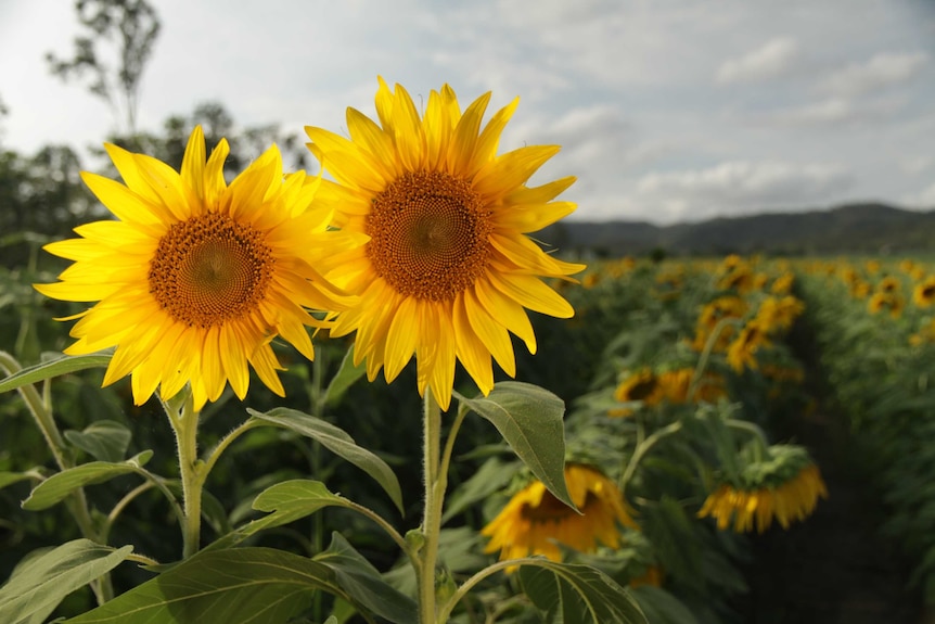 Sunflowers at Simon Mattsson's farm