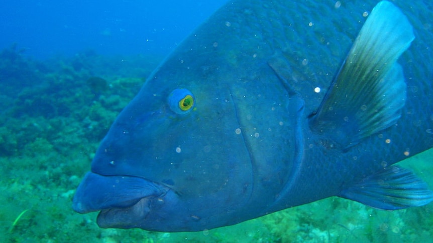 A large blue fish