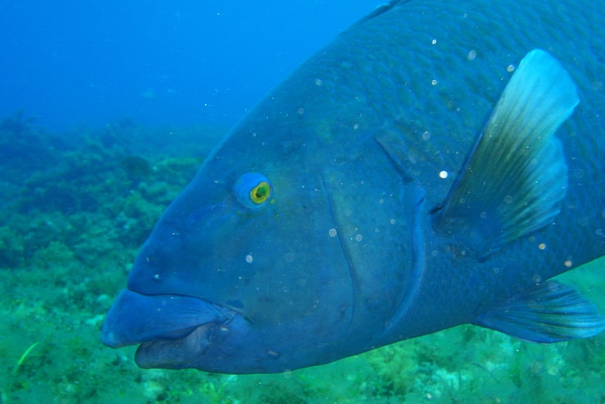 A large blue fish