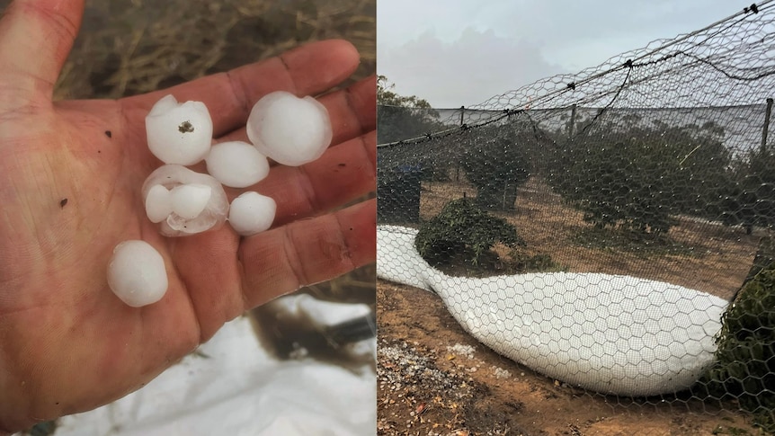 An image of hailstones in a hand next to an image of hailstones weighing down an orchard net.