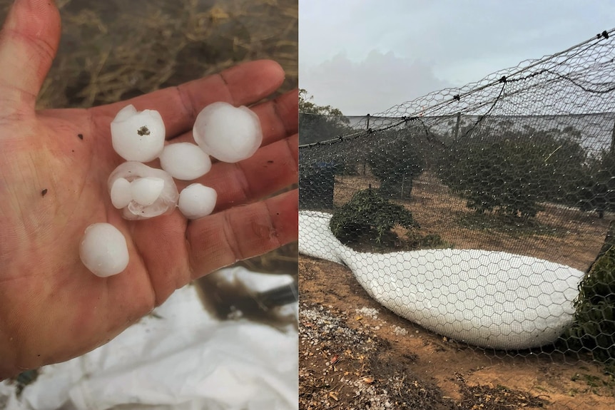 An image of hailstones in a hand next to an image of hailstones weighing down an orchard net.